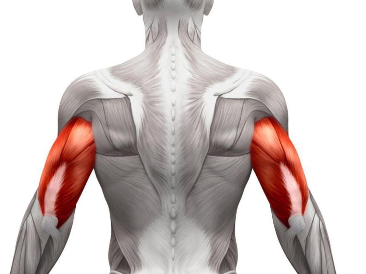 Cơ tay sau hỗ trợ duỗi khuỷu tay và thực hiện động tác đẩy