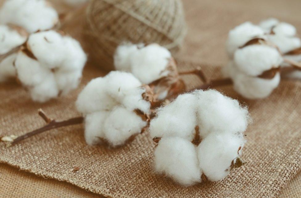 cotton hữu cơ organic cotton thân thiện môi trường