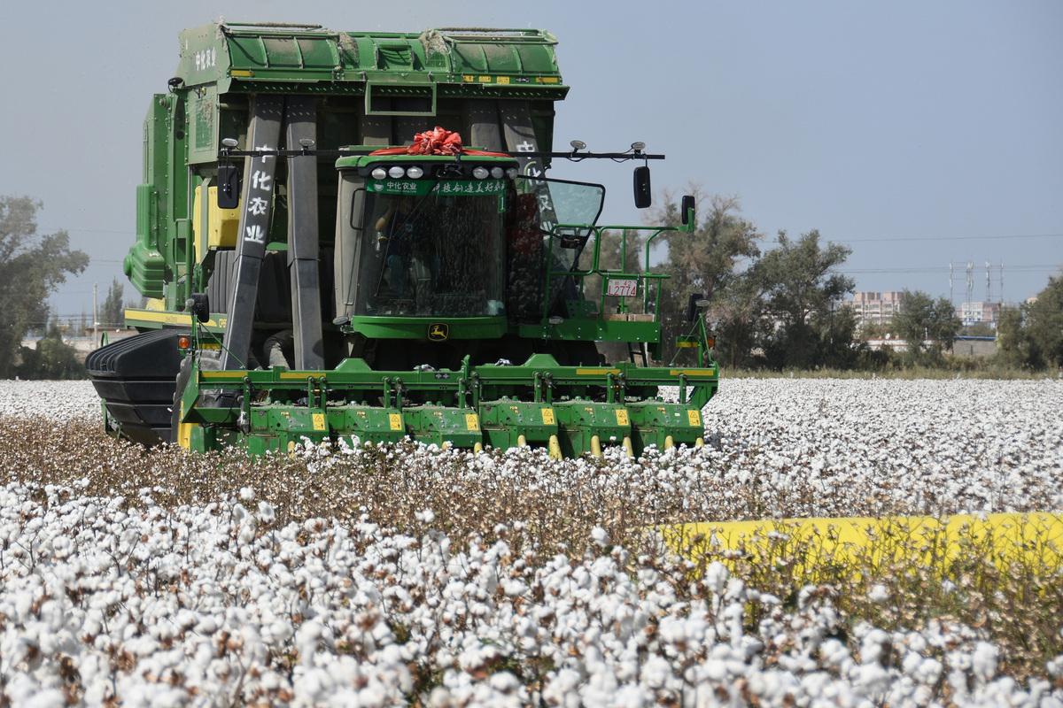 cotton hữu cơ organic cotton thân thiện môi trường