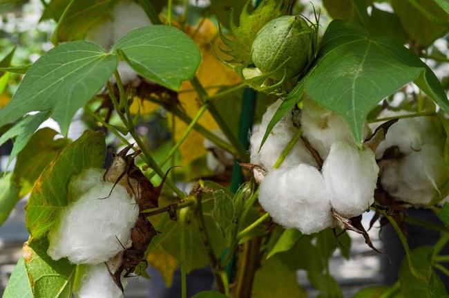 cotton hữu cơ organic cotton thân thiện môi trường