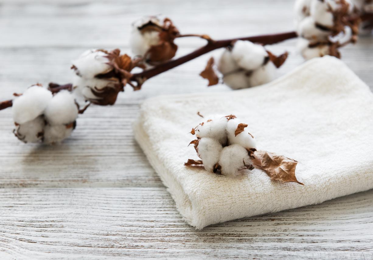 cotton hữu cơ organic cotton thân thiện môi trường