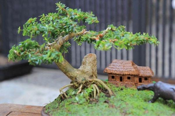 Tặng cây cảnh để bàn là lựa chọn thông minh cho bạn