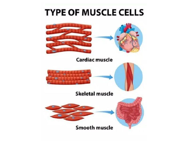 Cơ chế tạo nên Muscle Memory là gì?