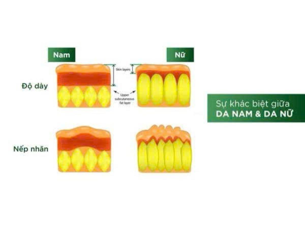 So s&aacute;nh cấu tr&uacute;c da của nam v&agrave; nữ