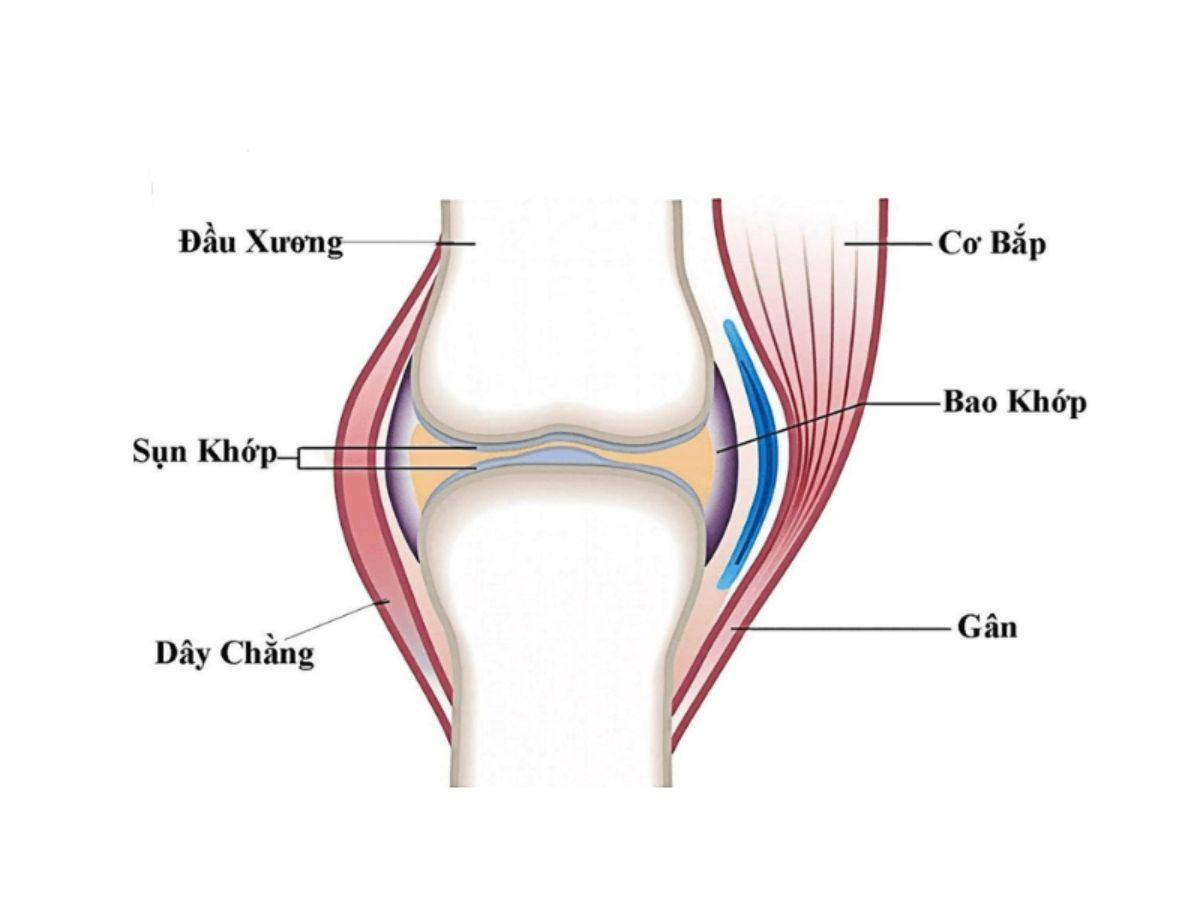 Khớp gối là một trong những khớp phức tạp và quan trọng nhất