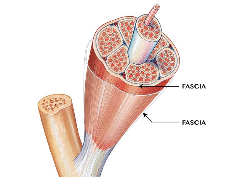 Cấu tạo của mạc cơ gồm 3 phần cơ bản