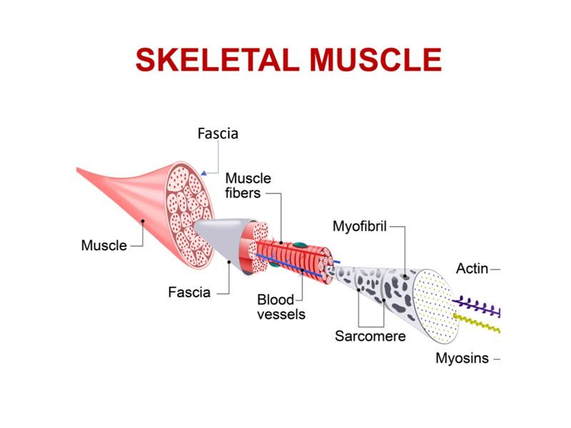 Fascia hay còn gọi là mạc cơ hoặc màng bó cơ