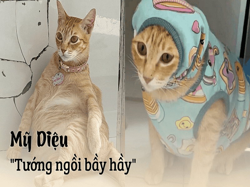 Mèo Mỹ Diệu gây sốt trên mạng xã hội