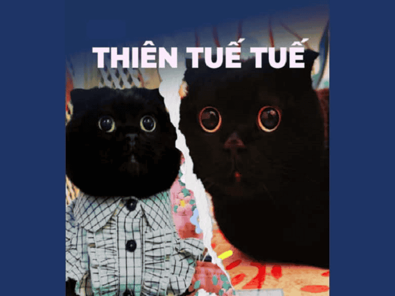 Mèo Thiên Tuế