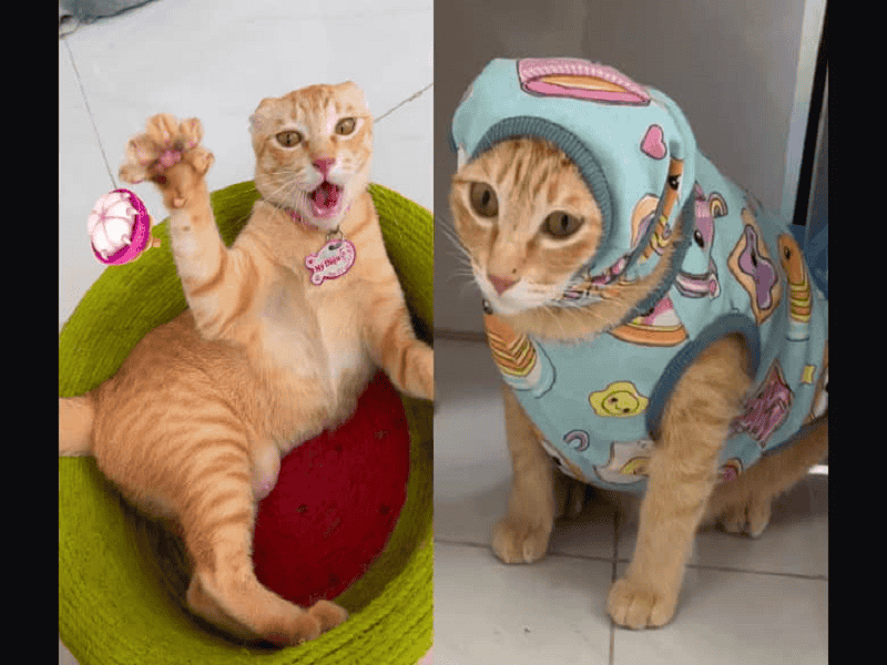 Ý nghĩa tên Mỹ Diệu: xinh đẹp, khéo léo, tài năng