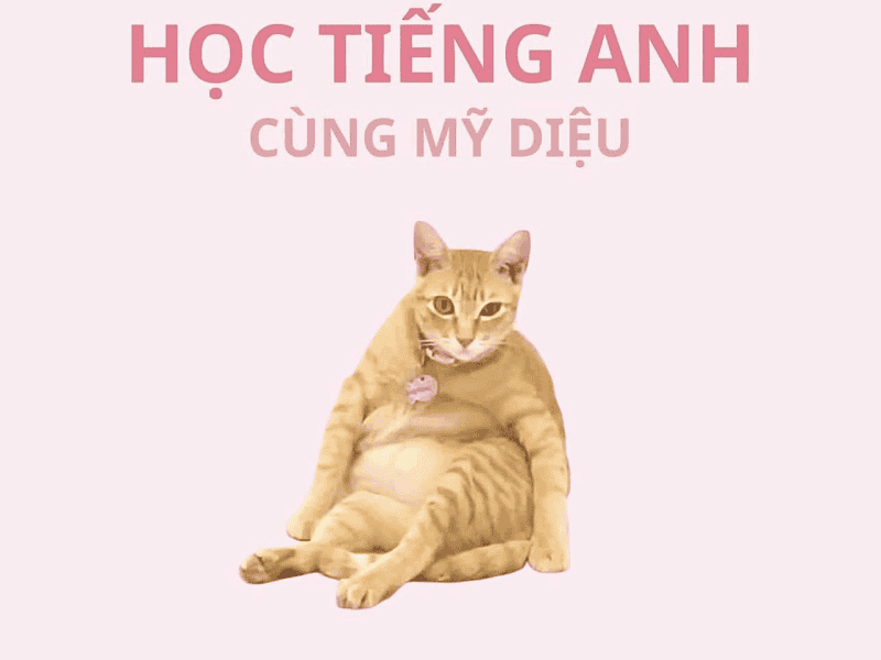 Tướng ngồi 'bầy hầy' của mèo Mỹ Diệu