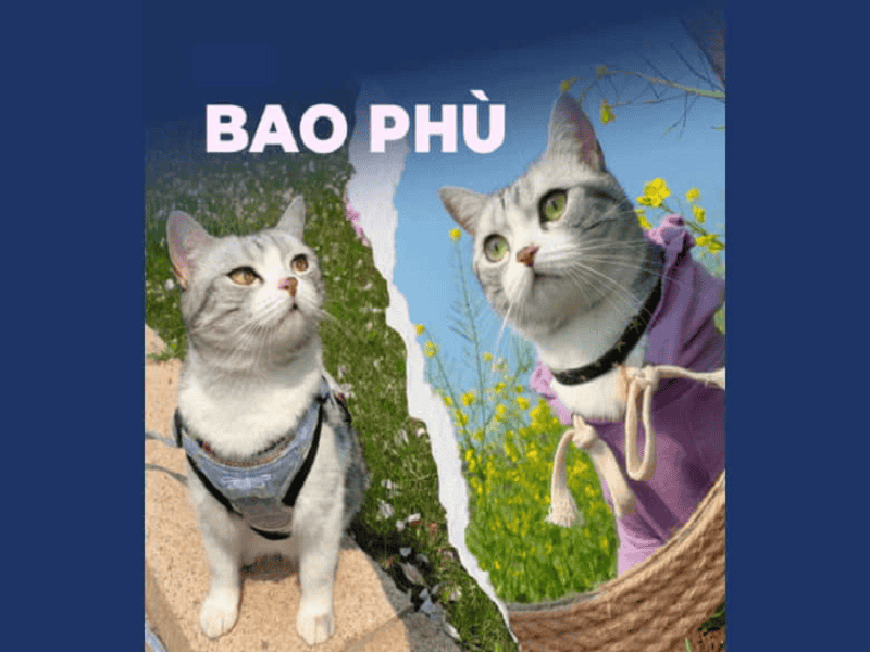 Mèo Bao Phù và An Sinh