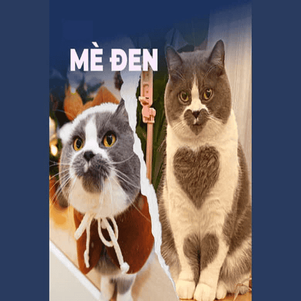 Mèo Mè Đen
