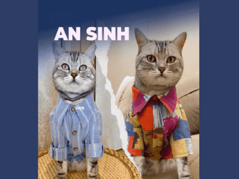 Mèo An Sinh