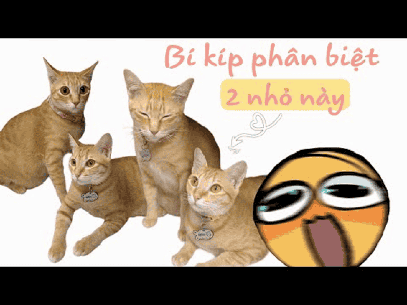 Phân biệt mèo Mỹ Diệu thật và giả