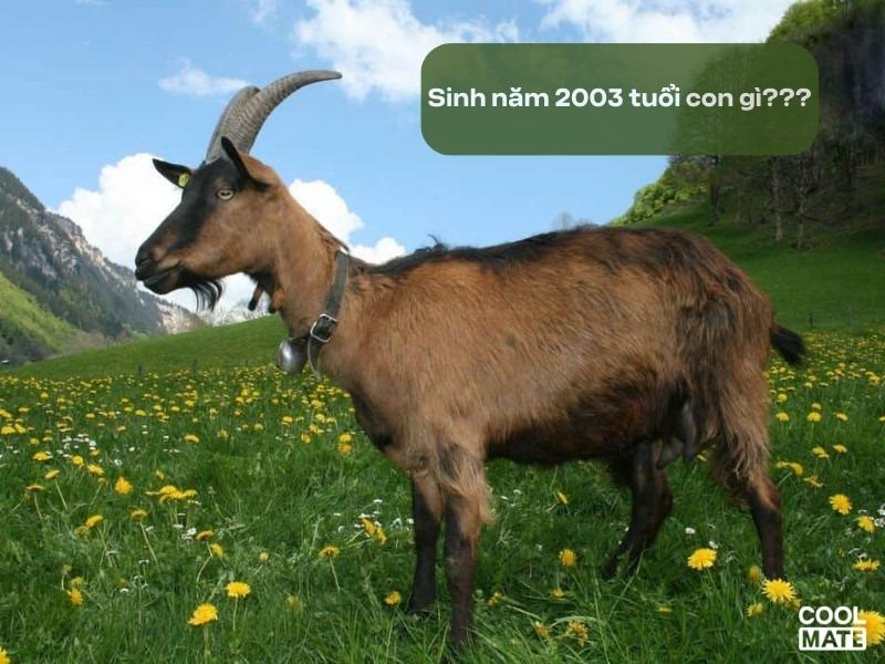 Sinh năm 2003 là tuổi con Dê