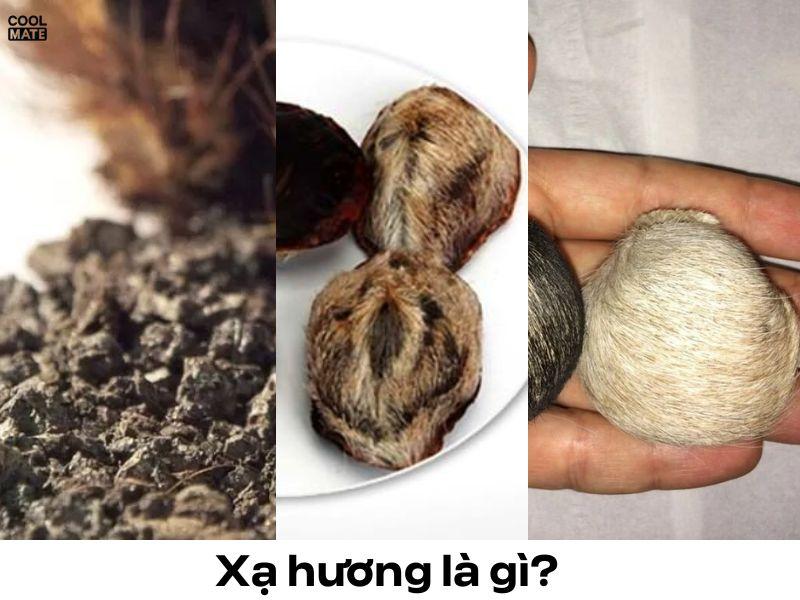 xạ hương là gì