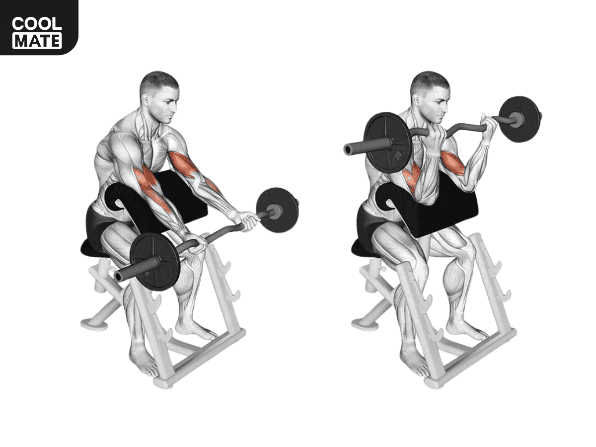    Seated Barbell Curl là bài tập nhắm vào cơ delta trước