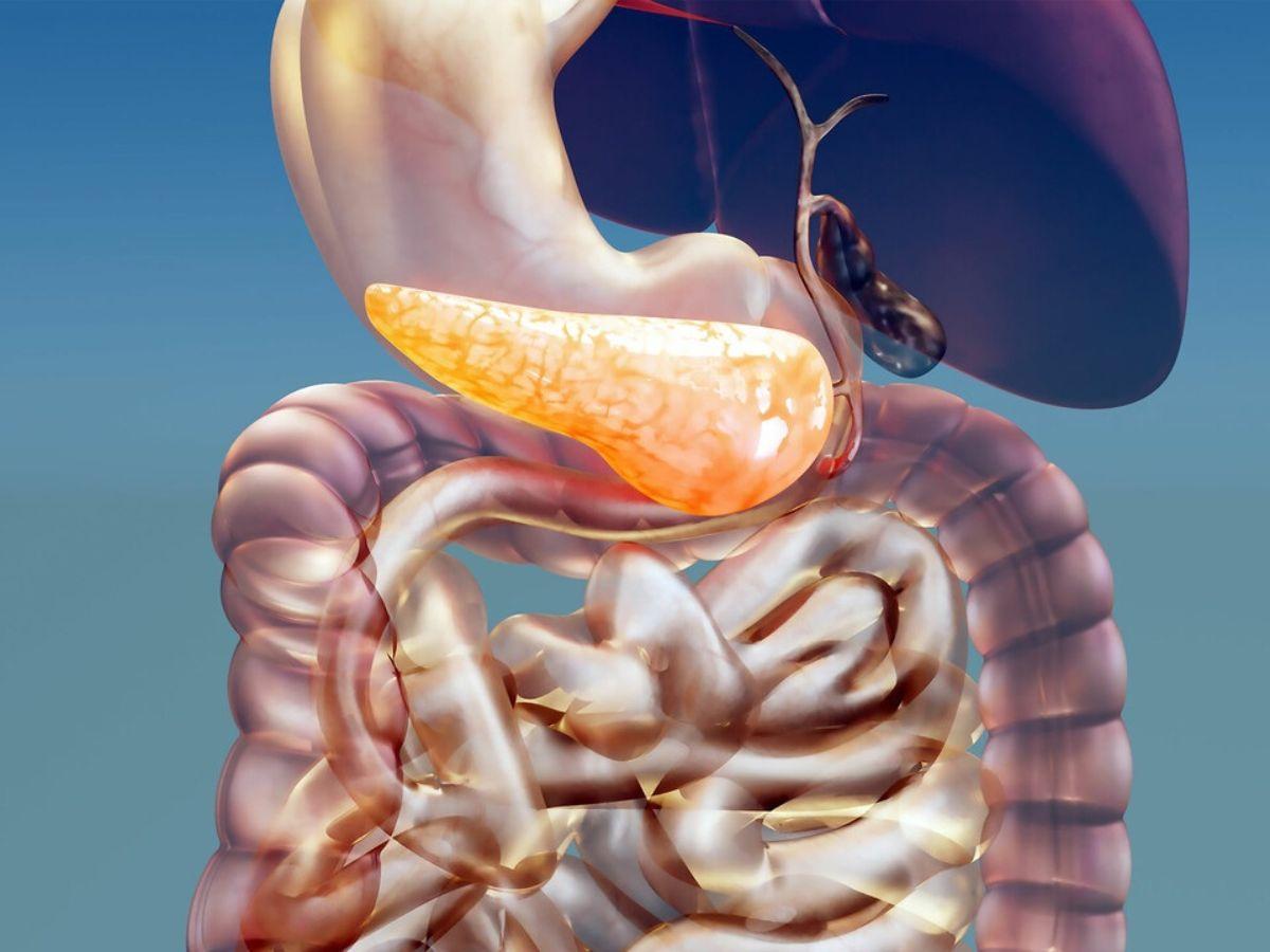 Mass gainer cũng chứa các thành phần enzyme tiêu hóa