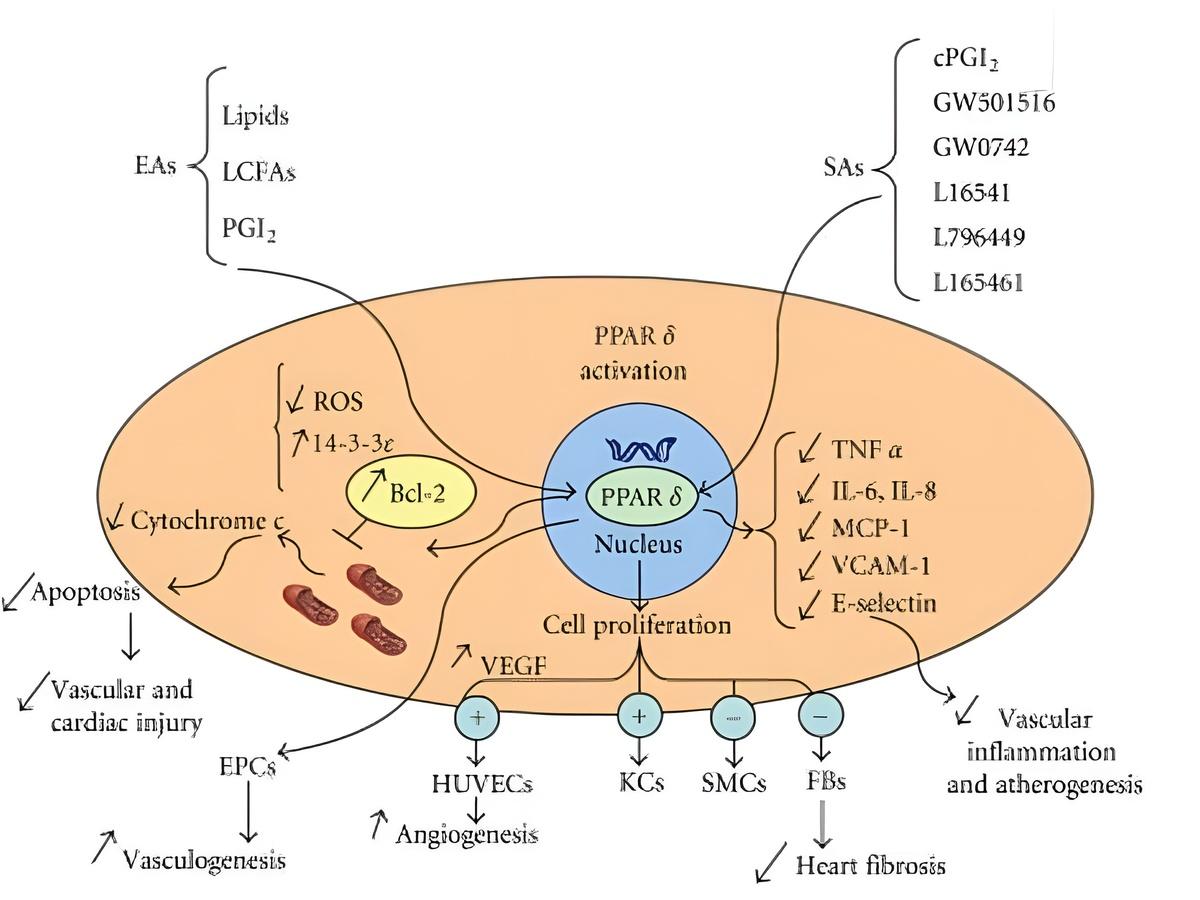 PPARδ sẽ thúc đẩy sức bền khi chạy bằng cách bảo quản glucose