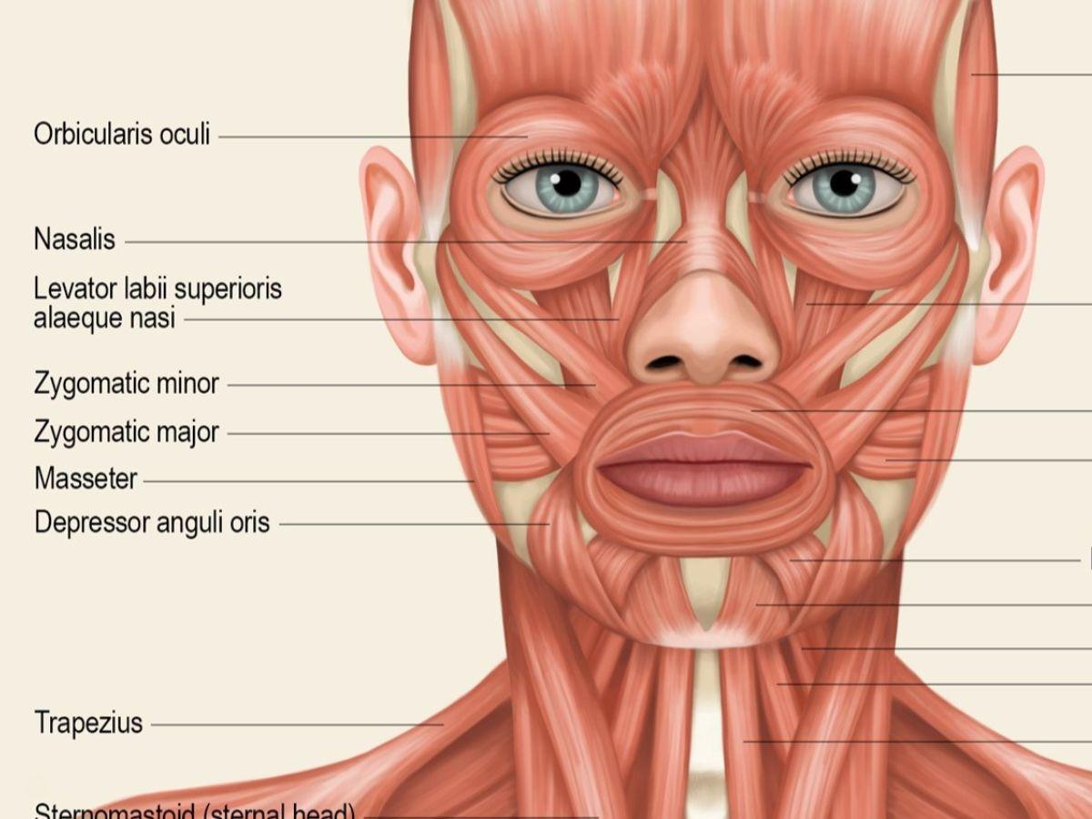 Một số cơ mặt chính
