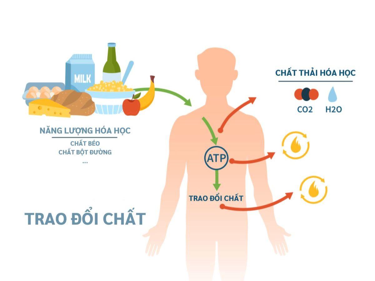 Yoga giúp tăng cường trao đổi chất