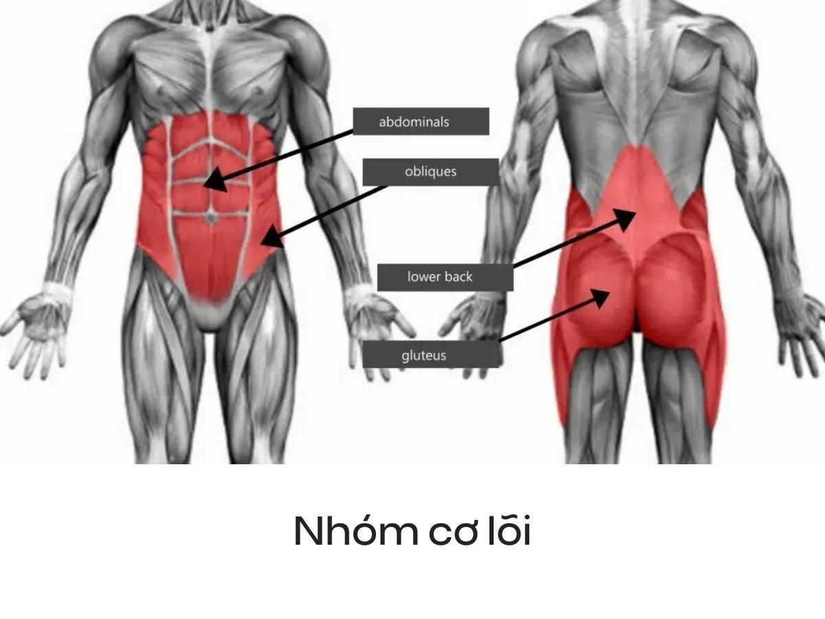 Các nhóm cơ chính được tác động khi thực hiện plank