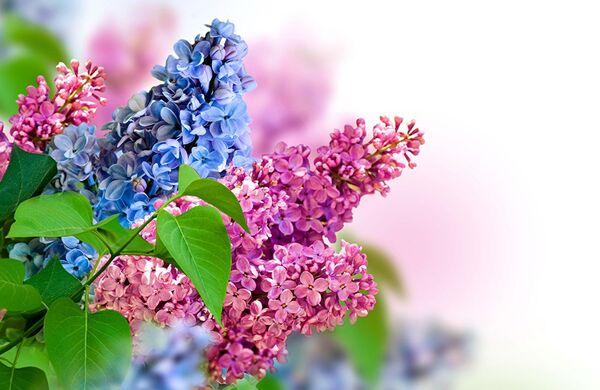 Đinh tử hương - Loài hoa của xúc cảm tình yêu đầu tiên