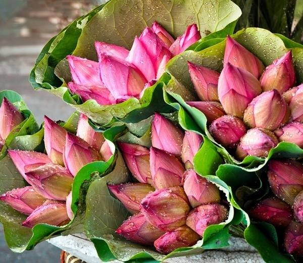 Hoa sen  ( Ảnh : Pinterest )