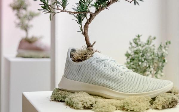 Allbirds - thương hiệu giày sneaker bền vững, thân thiện môi trường