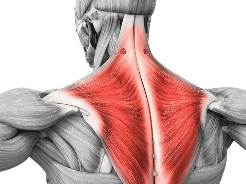 Hình ảnh minh họa về cơ cầu vai