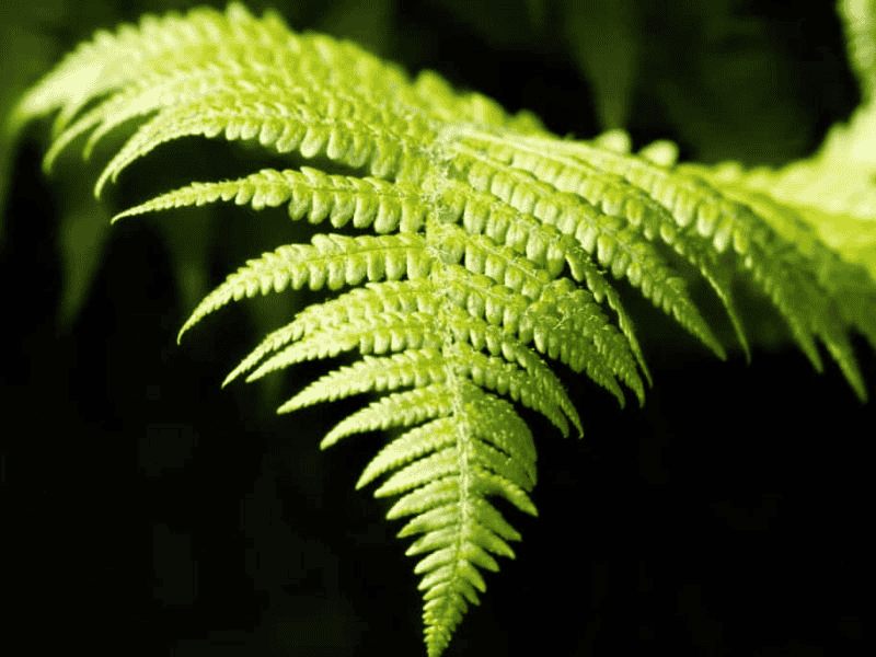Nước hoa green note có nguồn gốc như thế nào?