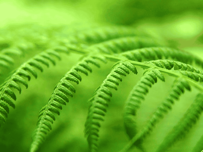 Mùi cây dương xỉ (Galbanum)
