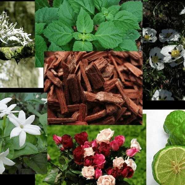 Nhóm hương Chypre cổ điển và cực kỳ sang trọng