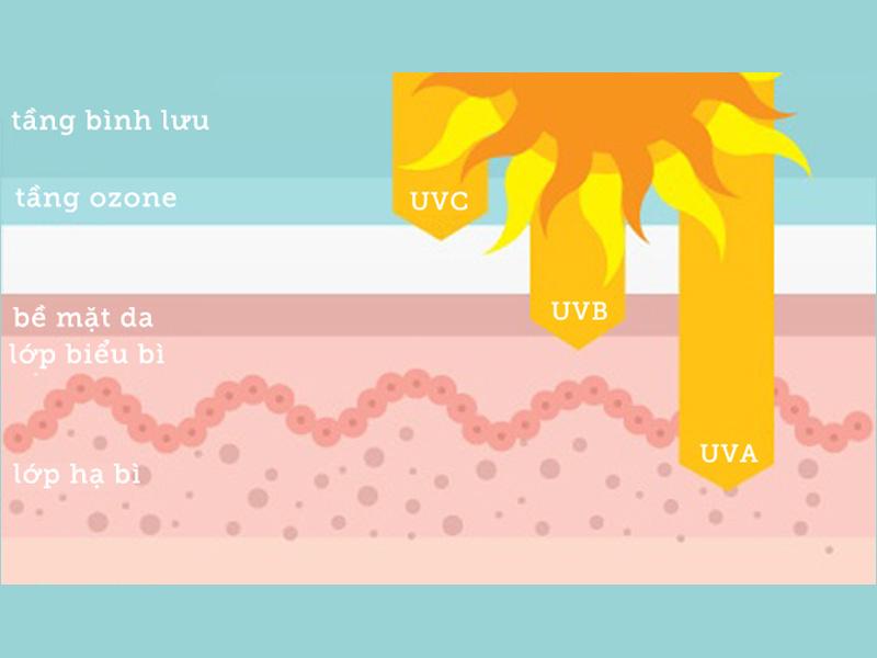 Tia UVA xuyên qua bề mặt da, lớp biểu bì và chạm tới lớp hạ bì