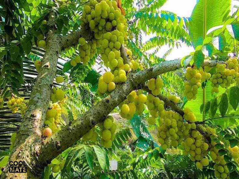 Cách trị tóc bạc nam bằng chùm ruột