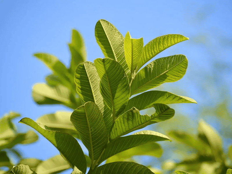 meo-dan-gian-tri-toc-bac-nam-som-4108