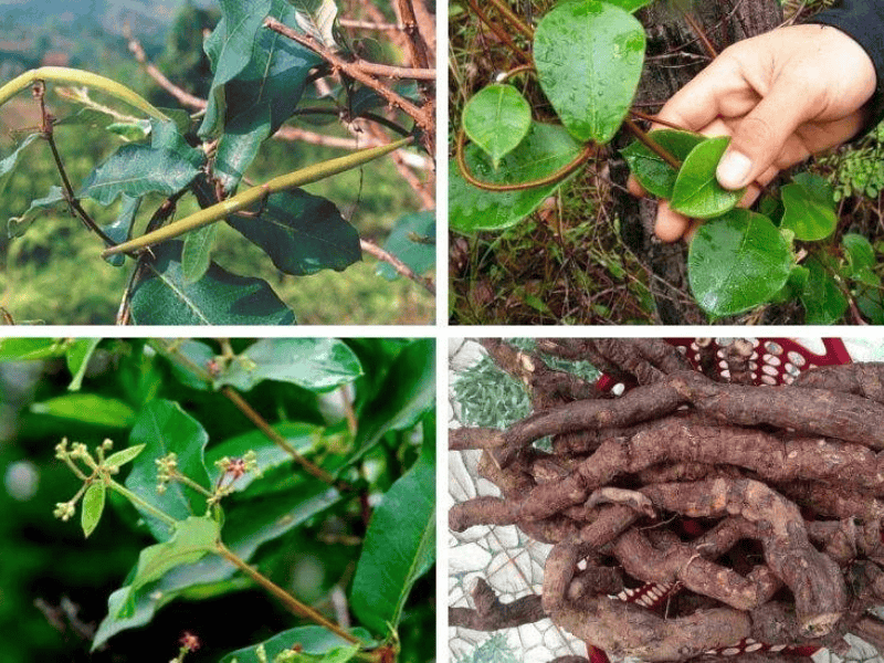 meo-dan-gian-tri-toc-bac-nam-som-4108