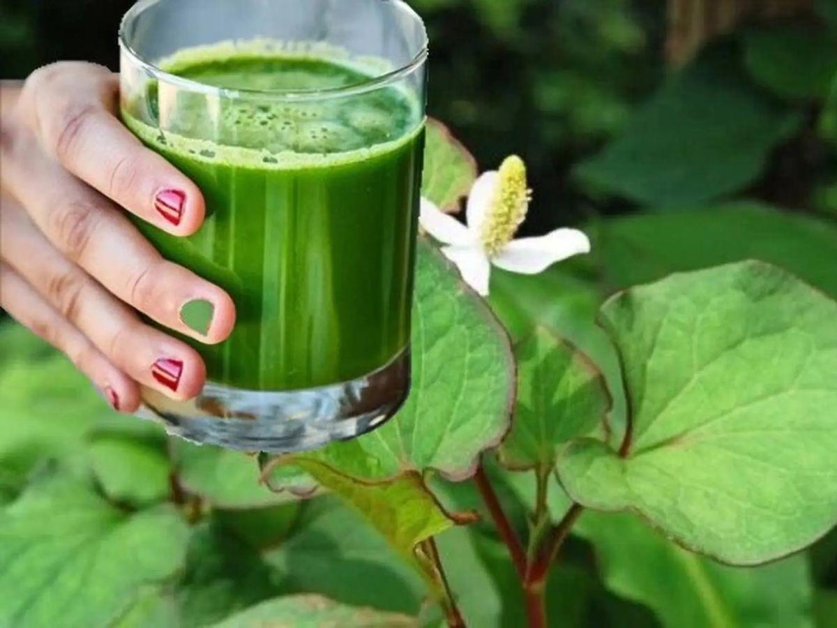 Sử dụng nước cốt rau diếp cá cho da mụn ẩn