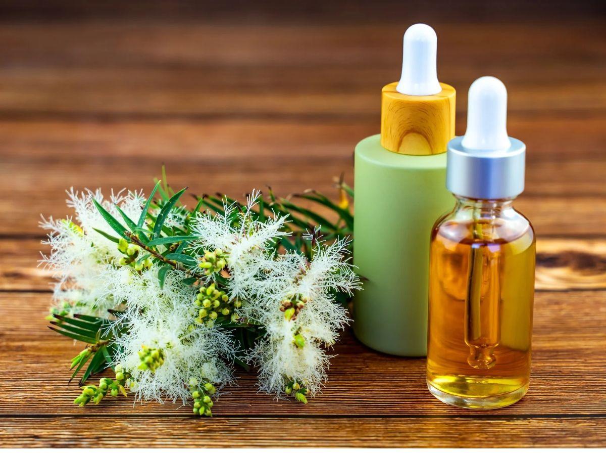 Dầu tràm trà không còn là cái tên quá xa lạ trong việc chăm sóc da mụn