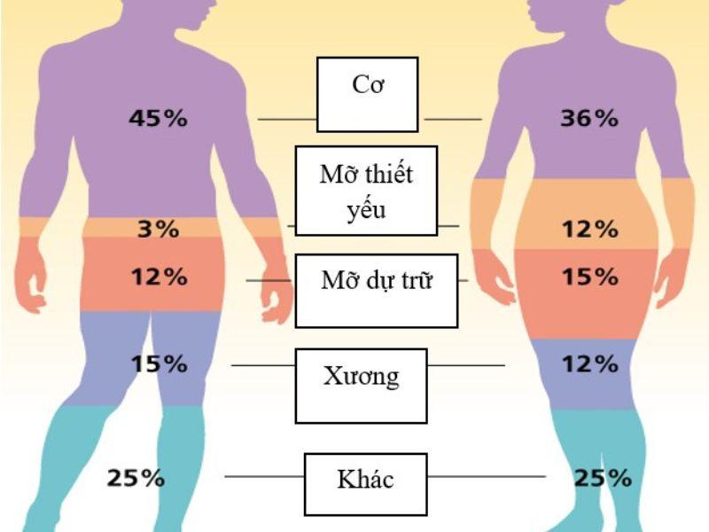 BMI và Body Fat là hai chỉ số khác nhau