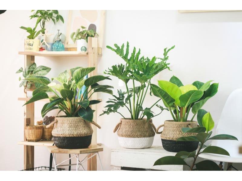 Chậu cây cảnh