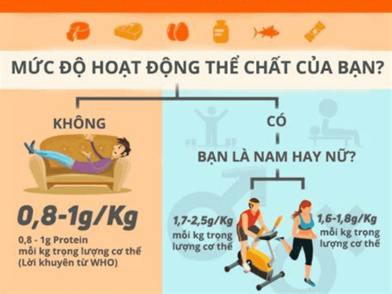 Tổng hợp các yếu tố ảnh hưởng đến nhu cầu Protein