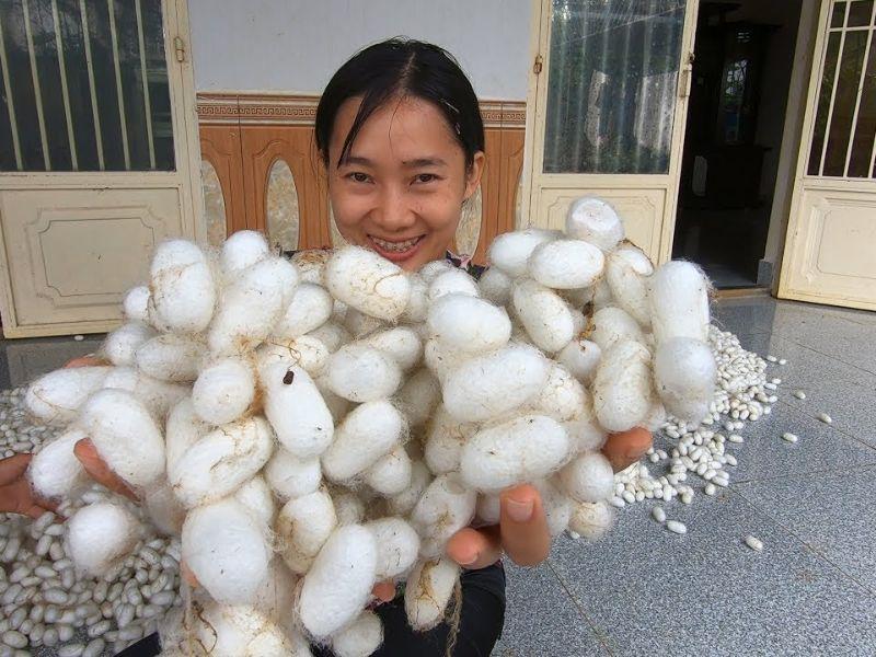 Thu hoạch kén tằm, nguyên liệu quan trọng để làm nên lụa 
