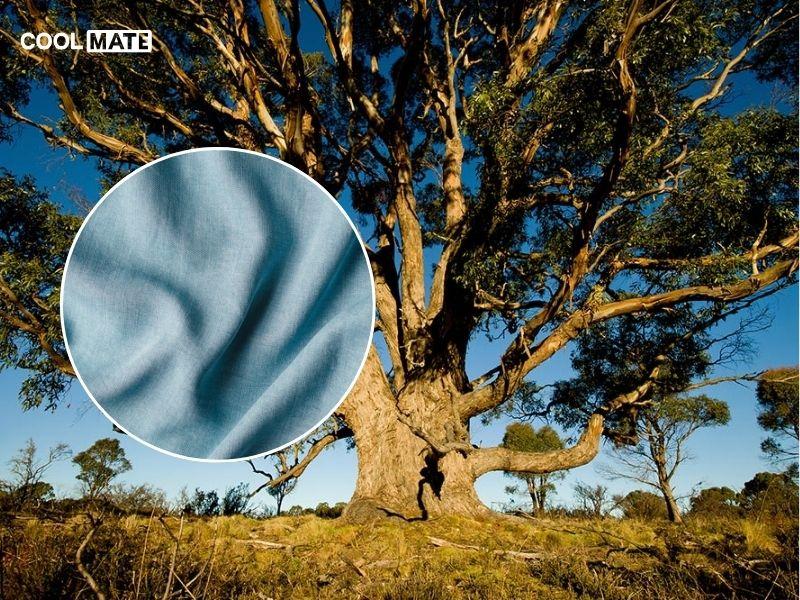 Nguồn gốc về vải Tencel