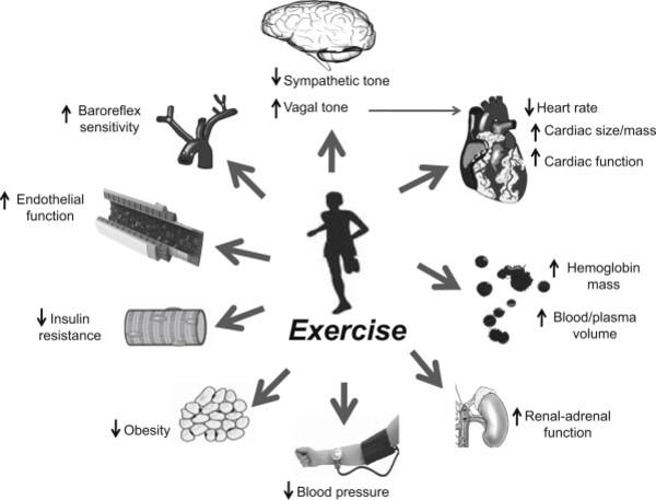 bài tập cardio tại nhà cho nam