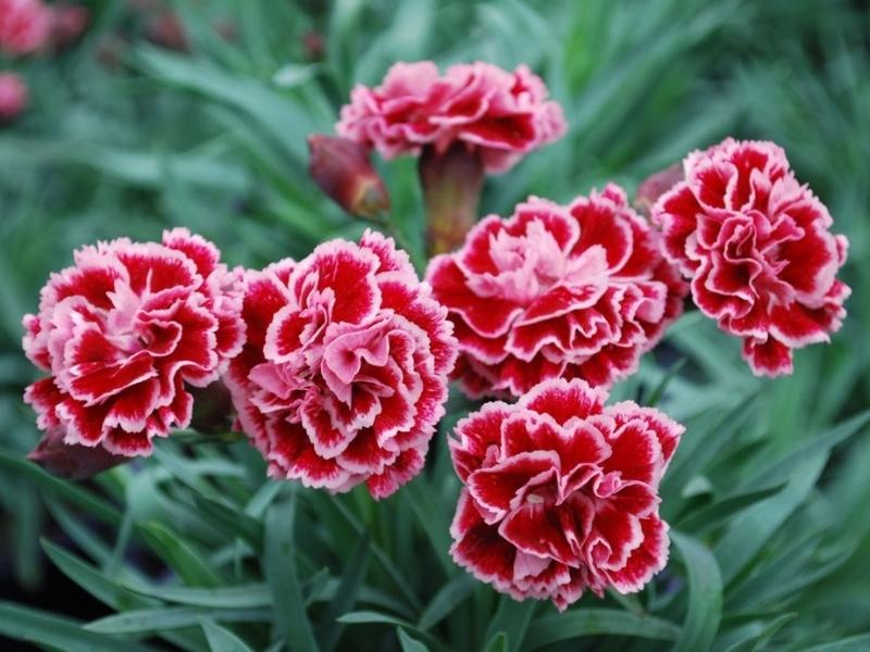 20/10 tặng gì cho mẹ - Hoa cẩm chướng