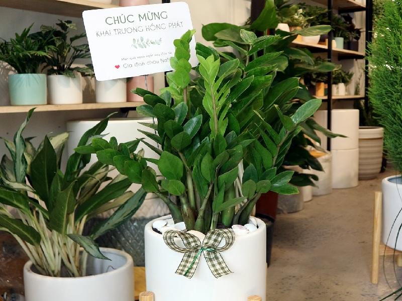 Chậu cây hút tài lộc cho gia chủ