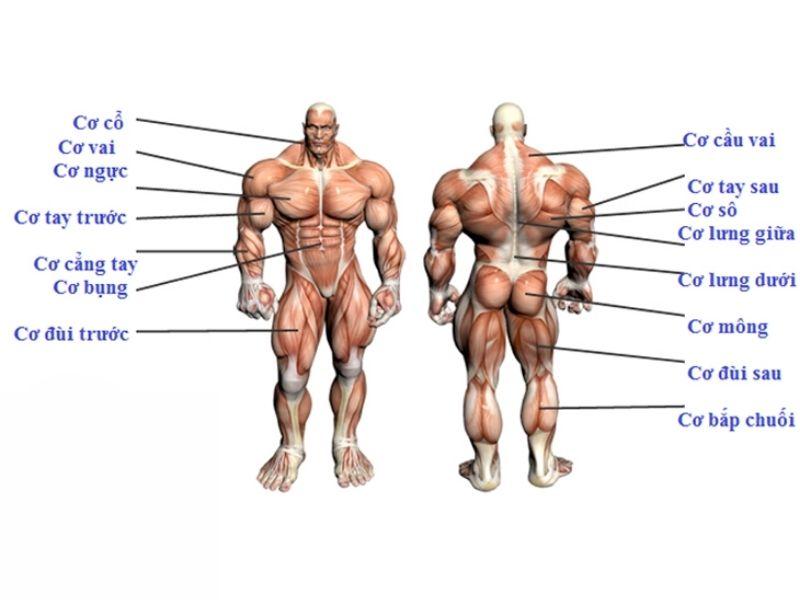 body-fit-la-gi-huong-dan-cach-tap-body-fit-dung-cach-4550