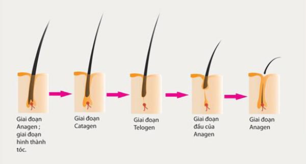 cách mọc tóc nhanh cho nam giới
